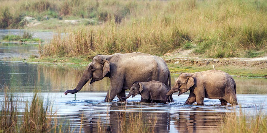 View majestic animals on safari in Chitwan National Park