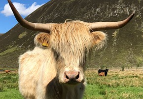 Scotland the WILD