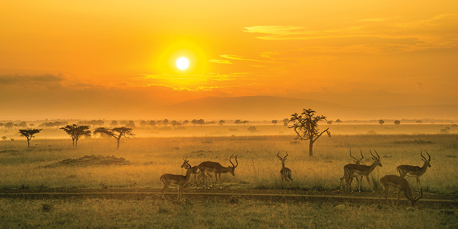 Maasai Mara Safari