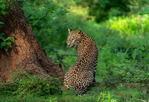 Leopard