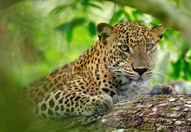 Leopard Leopard